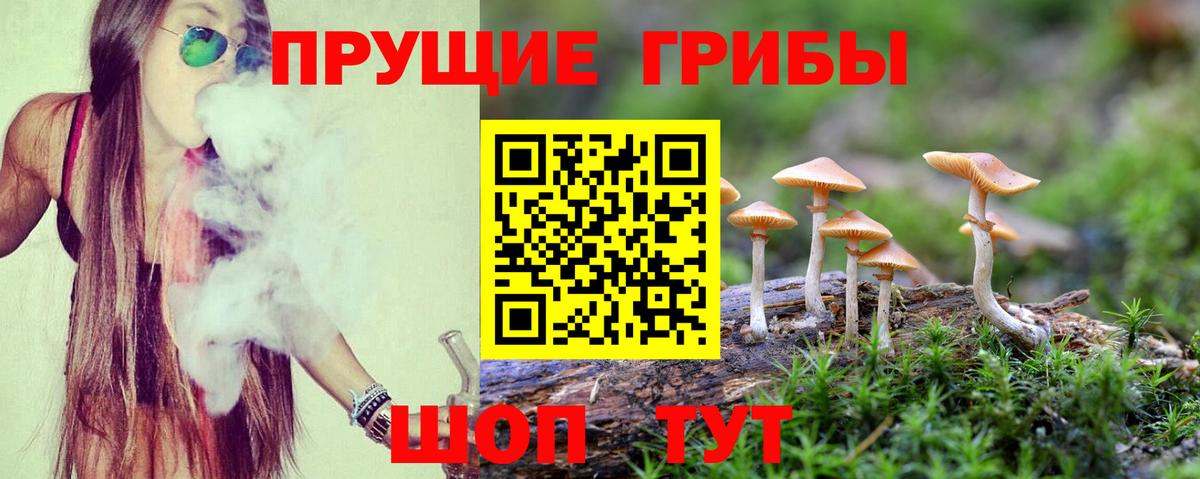 Котлас  Галлюциногенные грибы Psilocybine cubensis  Вход с VPN 