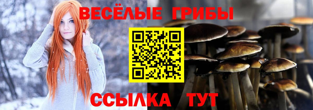 Псилоцибиновые грибы мицелий Котлас